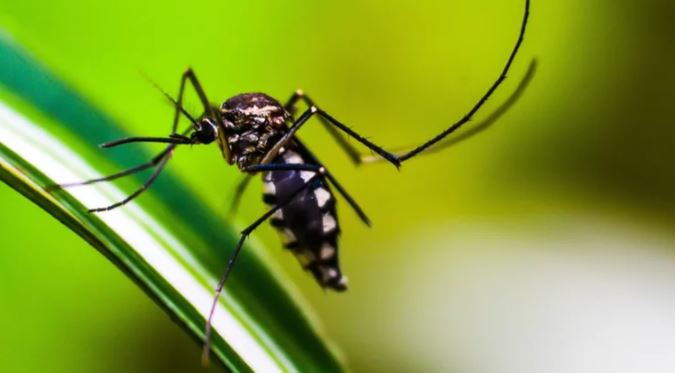 Reportan la muerte de dos personas por dengue y un fallecido por Covid-19 en Cochabamba