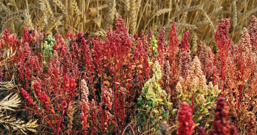 Con créditos y asistencia técnica el BDP mejora la calidad de vida de 14.000 productores orureños