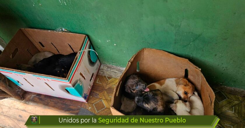 El Alto: Pofoma rescata a 66 canes y gatos en la feria 16 de Julio y arrestan a cuatro personas