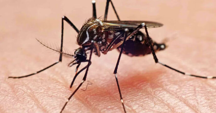 La zona tropical del país sufre la aparición de un nuevo mal que es el virus oropouche