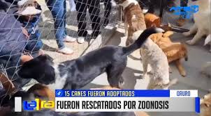Éxito en la adopción: 15 peluditos encuentran nuevos hogares en Oruro