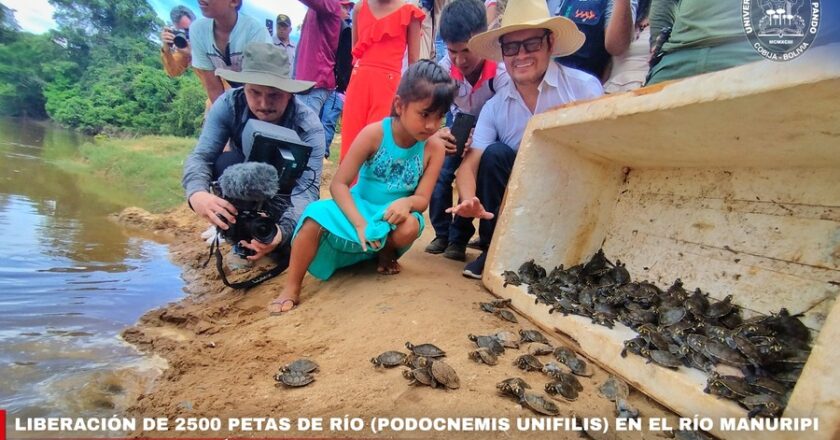 Liberan a 2.500 crías de tortugas de río en la cuenca del Manuripi de Pando