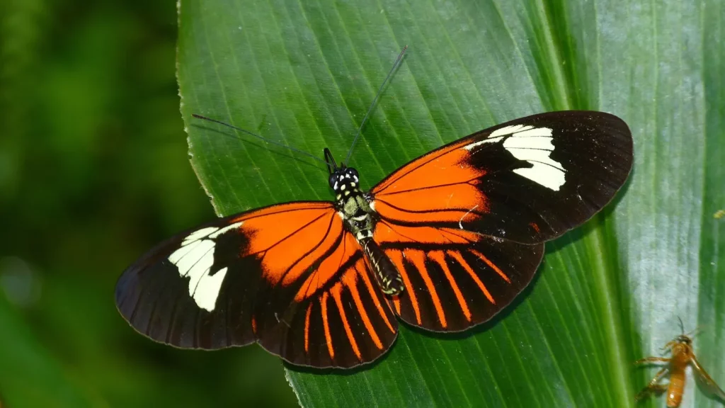 Hallado un ejemplo de fusión de especies, el santo grial de la evolución