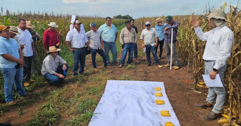 Prácticas de nutrición de cultivos suben hasta en 50%la productividad y promueven un futuro sostenible