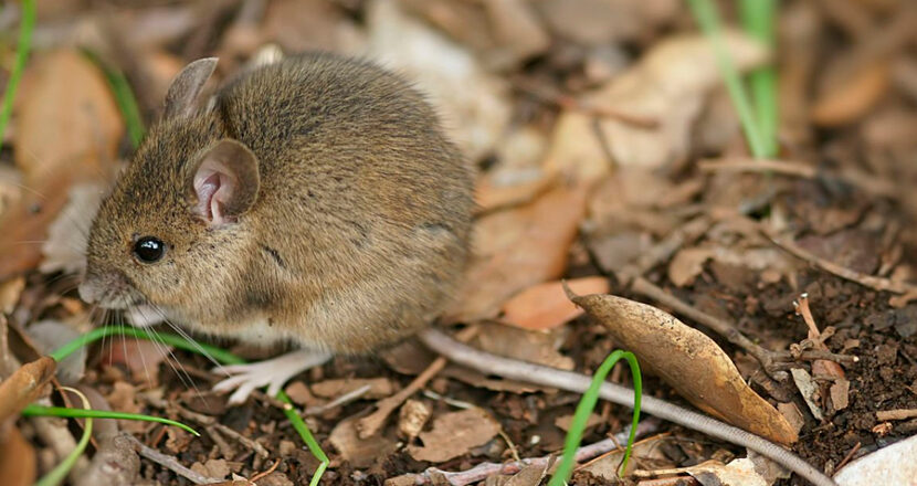 Confirman caso de arenavirus en La Paz y el Gobierno envía brigadas al norte