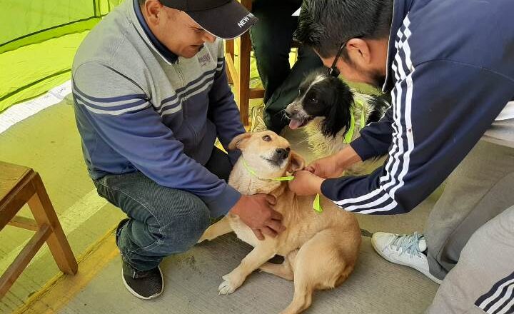Perros y Gatos pueden recibir su vacuna antirrábica desde los 10 días de nacidos