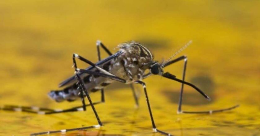 La Paz registra cuarto caso de fiebre amarilla, descartan arenavirus