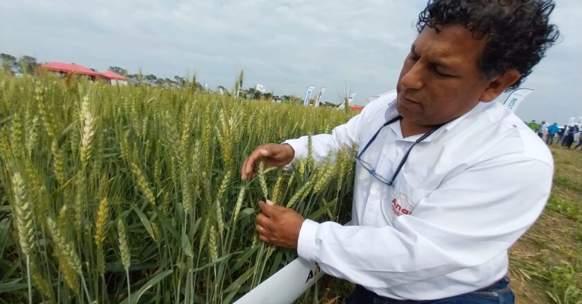 Llega el Día Nacional de Trigo con una caída del 60% de su producción en comparación con el año pasado