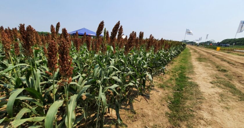 Con el impulso de ANAPO y CADEX, el Gobierno de Bolivia firma el protocolo sanitario para la exportación de sorgo a China