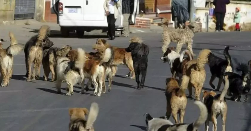 Estudiante es atacada por jauría de perros en la zona Villa Adela de El Alto