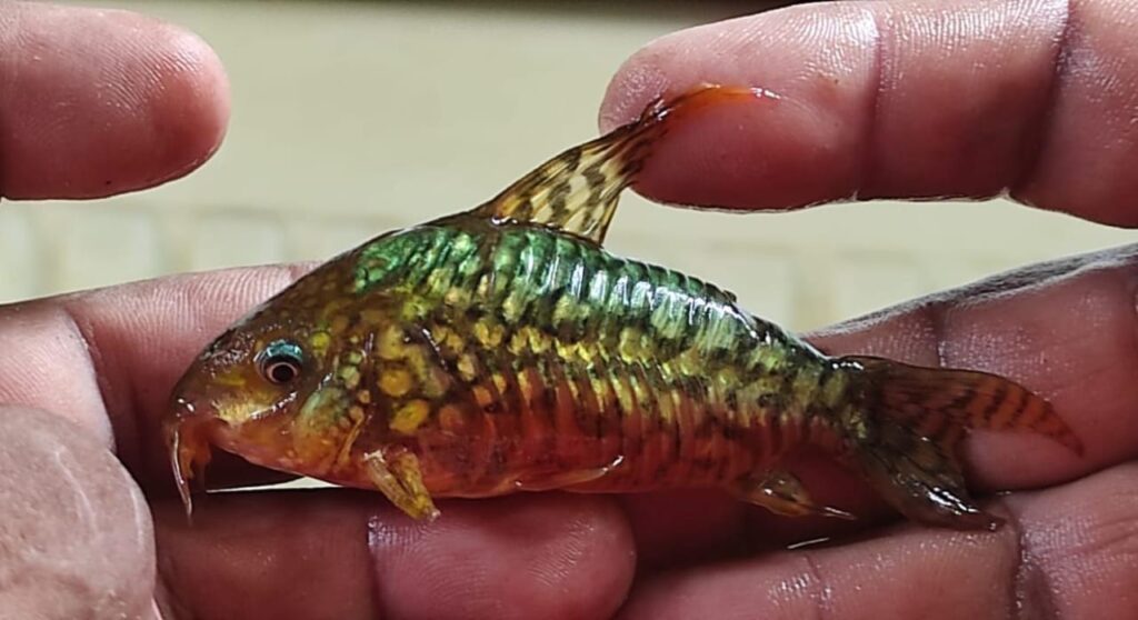 Peruanos encontrados con 710 peces en Santa Rosa de Yacuma son procesados por tráfico ilegal de Vida Silvestre