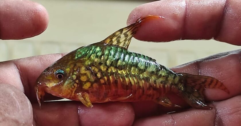 Peruanos encontrados con 710 peces en Santa Rosa de Yacuma son procesados por tráfico ilegal de Vida Silvestre