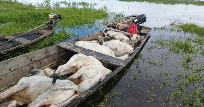 Ganaderos del Beni trasladan su ganado en canoas para salvarlo de las inundaciones