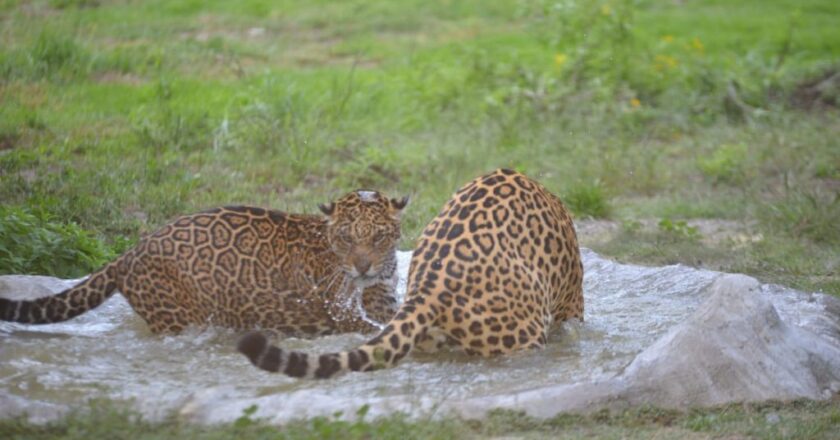 Vesty Pakos inaugura nuevos hábitats para animales rescatados del tráfico ilegal