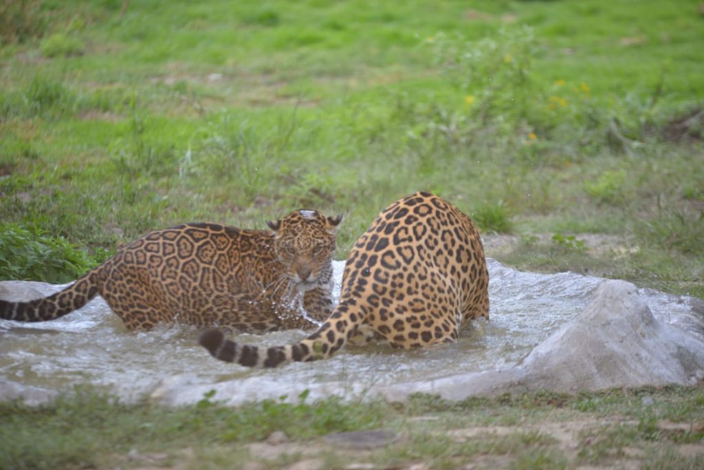 JAGUARES