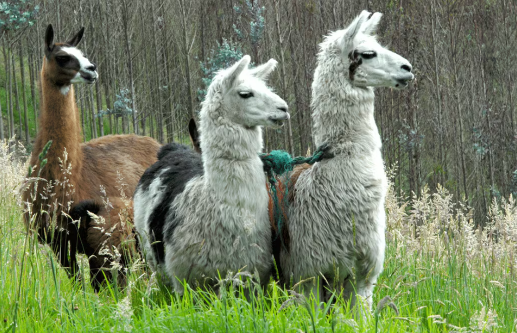 LLAMITAS