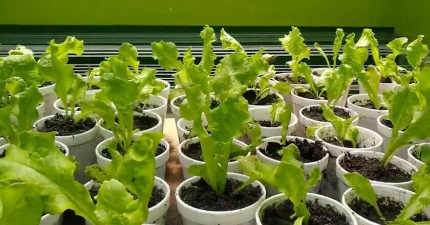 Implementan proyecto de verduras hidropónicas a 4.000 m.s.n.m en el distrito minero Bolívar