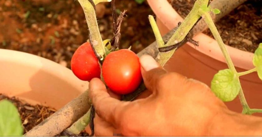 INIAF impulsa nuevas variedades de tomate para fortalecer la soberanía alimentaria