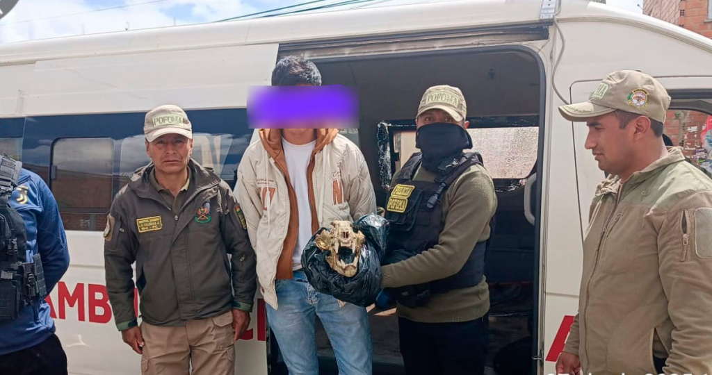 Aprehenden en El Alto a un joven que intentaba vender un cráneo de jaguar