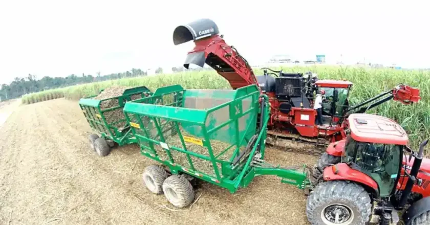 Easba logra hasta 100 toneladas de caña por hectárea con prueba piloto