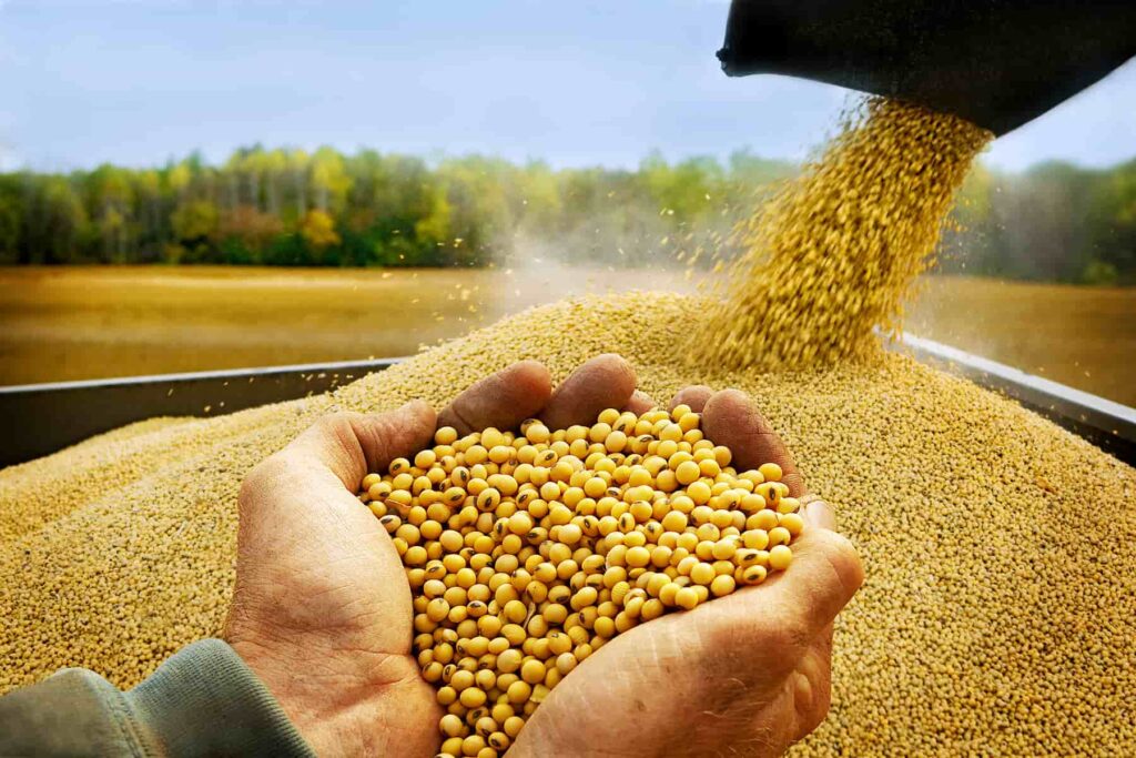 SOYA