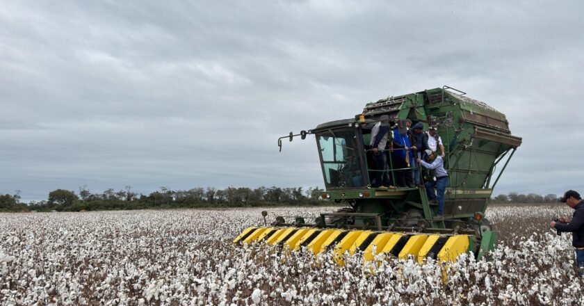 Reactivan producción algodonera en Bolivia con enfoque exportador