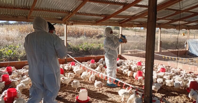 Senasag refuerza vigilancia en granjas avícolas ante alerta de influenza aviar en Bolivia